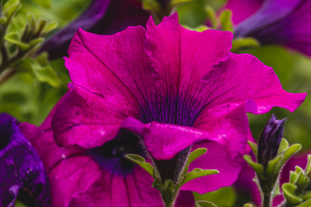 colorful petunia flowers in a garden on a green background