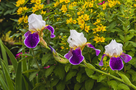 purple iris flower close in garden in spring.の写真素材