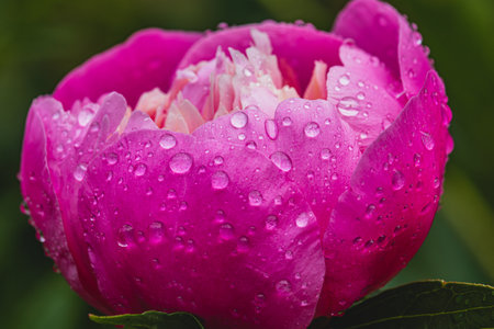 Pink peony bud with dew in the gardenの写真素材