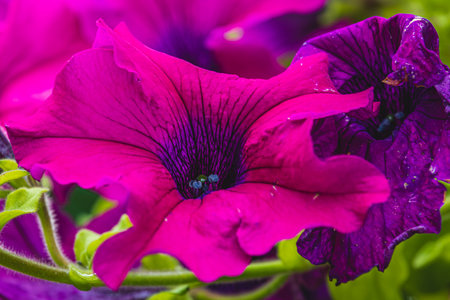 colorful petunia flowers in a garden on a green backgroundの写真素材