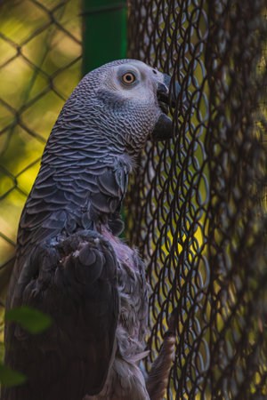A beautiful animal portrait of an African Grey Parrot A Psittacus Erithacus