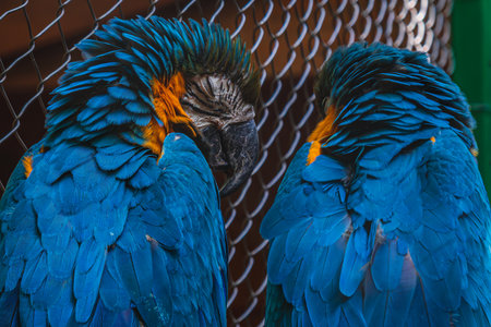 Two blue and yellow macaws Ara ararauna perched on branch