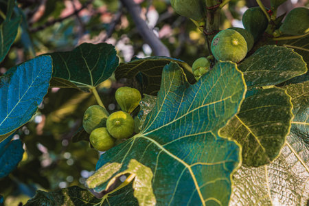 Krk Croatia A green little fig on a treeの写真素材