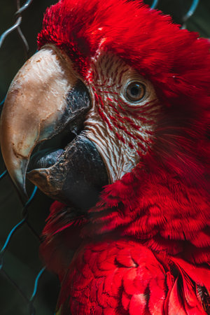 portrait of red macaw parrot at the Papago Parkの写真素材
