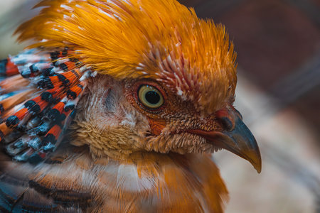 Chrysolophus pictus, Golden pheasant beautiful bird with very colorful