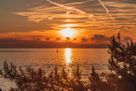 Sunset on the coast under pine treesの写真素材