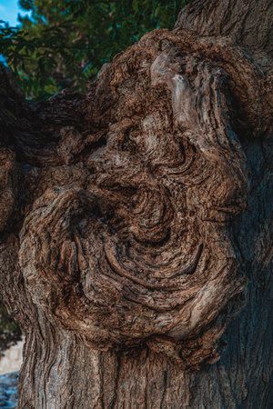Krk Croatia 28.06.24A wound on a tree trunk from pruning branches