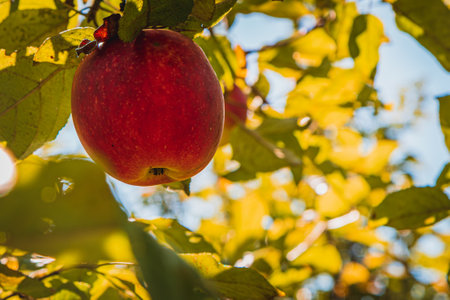 red ripe apple on an apple tree branchの写真素材