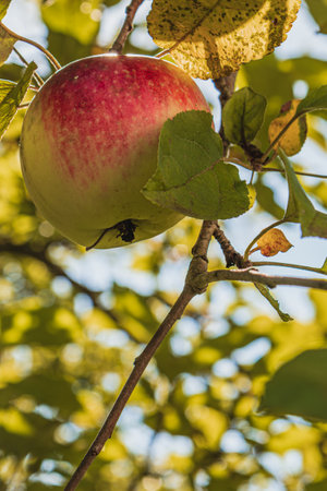 A red ripe apple in the garden on a branch of an apple tree in a peaceful gardenの写真素材