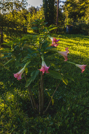 Brugmansia, Angels trumpet, pink stramonium at gardenの写真素材