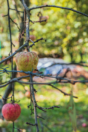 Ripe apples together on the branches of an old apple tree in the gardenの写真素材