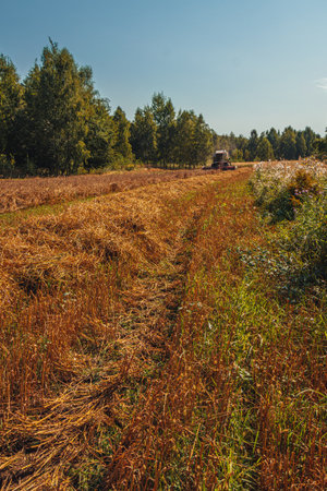 Lviv Ukraine 16.08.24 A combine harvester operates in a wheat fieldのeditorial素材