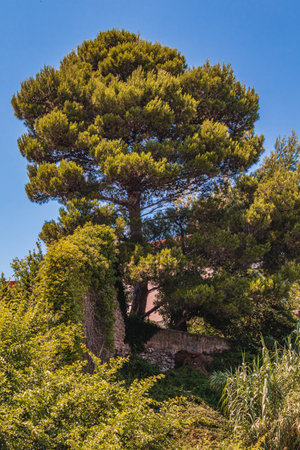Krk Croatia 28.06.24A large conifer tree behind the old city wall on a hillの写真素材