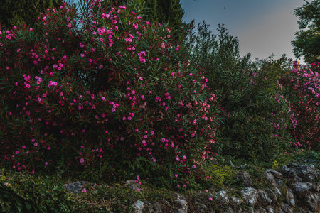 Krk Croatia Beautiful bushes of pink flowers on the hill