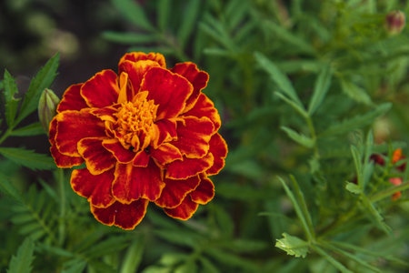 Colorful marigold flower blooms among lush green foliage in the garden