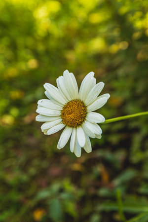 White chamomile blooming against a green natural backdrop