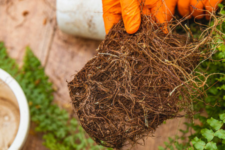 Hands carefully untangle roots from a flowerpot while repotting near a pitcher plant, ensuring each...