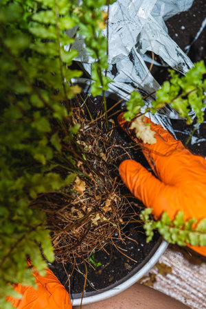 Hands carefully separate roots of thriving ferns from their pot while preparing fresh soil for repotting in a serene garden setting, basking in the warm afternoon light.の写真素材