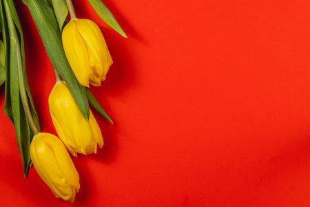 Three bright yellow tulips with green leaves rest against a bold red background, perfect for celebrating Mother's Day or International Women's Day in spring.の写真素材