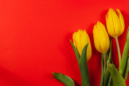 Yellow tulips are arranged against a striking red background, creating a vibrant and cheerful atmosphere perfect for Mother's Day or International Women's Day in spring.の写真素材