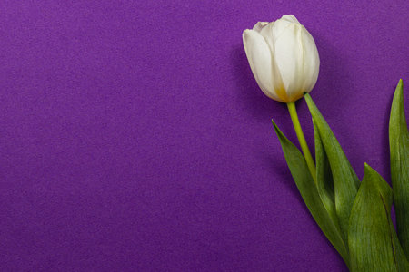 Vibrant white tulip with green leaves rests on a rich purple background, perfect for celebrating Mother's Day and International Women's Day during the spring season.の写真素材