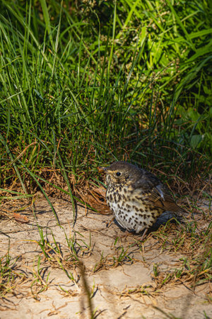 A small bird sits quietly in soft earth surrounded by vibrant green grass. Its speckled plumage...