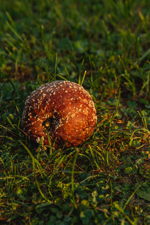 A weathered fruit, covered in a light dusting of mold, lies amidst vibrant green grass. The golden...