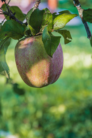 A red ripe apple on a branch of an apple tree in the early morning High quality photo