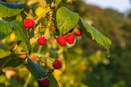 Ripe raspberries hang delicately on their branches, glistening in the morning sunlight. Lush green...