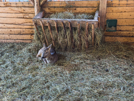 A young calf is peacefully resting on the soft hay inside a rustic barn. The scene captures the warm atmosphere created by natural sunlight filtering through the wooden structure.の写真素材