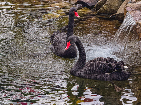 Two black swans glide effortlessly across the calm waters of a garden pond while a gentle waterfall trickles nearby, creating a tranquil atmosphere filled with nature's beauty.の写真素材