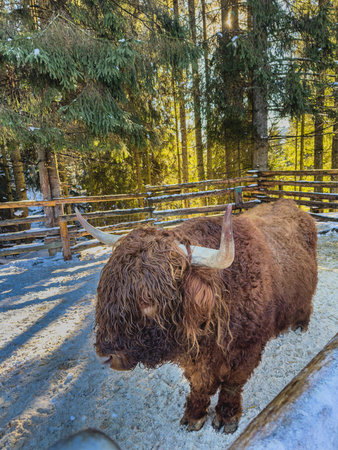 A Highland cow stands in a snowy area surrounded by tall trees. Its thick, curly coat and prominent horns are prominent in the serene, winter landscape, creating a calm atmosphere.の写真素材