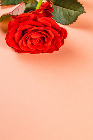 A single red rose lies gracefully on a soft peach background, showcasing its delicate petals and rich color. The green leaves provide a lovely contrast to the overall composition.の写真素材