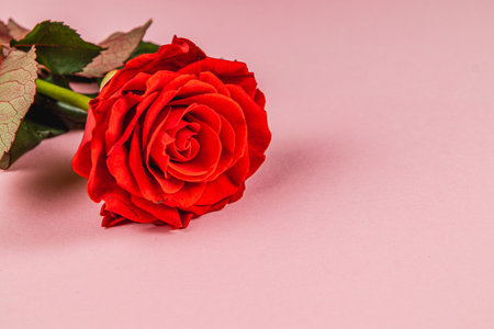 A beautiful red rose lies gently on a soft pink surface, showcasing its vibrant petals and delicate green leaves, perfect for romantic occasions or decoration.の写真素材