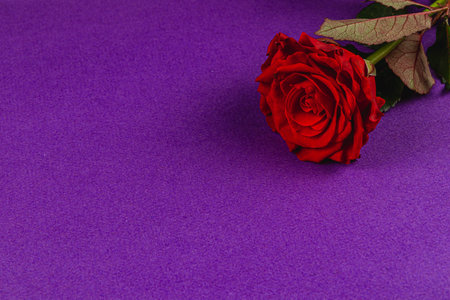 A vibrant red rose lies elegantly on a smooth purple backdrop, showcasing the contrast between the bold flower and the rich color, emphasizing its delicate petals and lush leaves.の写真素材