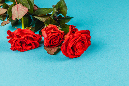 Three beautiful red roses with lush green leaves are artfully placed against a bright blue backdrop, creating a striking contrast that enhances their vibrant color.の写真素材