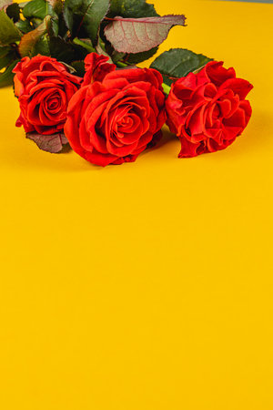 Three red roses with green leaves are elegantly placed on a bright yellow surface. The vibrant colors create a cheerful and striking visual appeal, conveying warmth and affection.の写真素材
