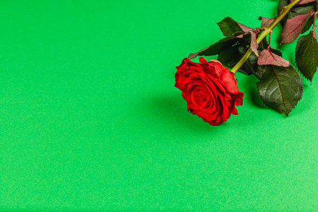 A fresh red rose with lush green leaves rests against a bright green background. The vivid colors create a striking contrast, highlighting the rose's beauty and elegance.の写真素材