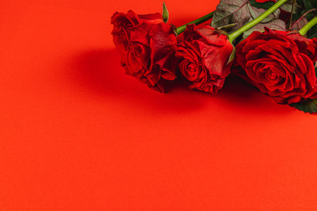 Three lush red roses with green stems rest elegantly against a striking red backdrop, creating a bold and romantic visual perfect for celebrations or gifts.の写真素材