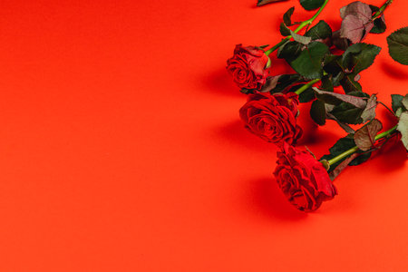 Three vibrant red roses placed elegantly on a bold orange backdrop create a vivid contrast. The flowers, with lush green leaves, capture attention and evoke warmth.の写真素材