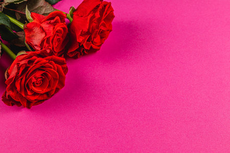 Three lush red roses rest gracefully on a bright pink surface, creating a striking contrast. The arrangement suggests a romantic or festive mood, perfect for various occasions.の写真素材
