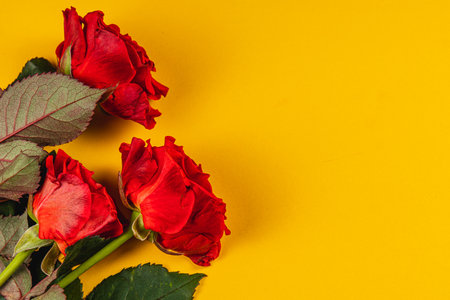 Three vibrant red roses are neatly arranged against a bright yellow backdrop. The combination of colors creates a striking and cheerful visual, perfect for celebrations or decor.の写真素材