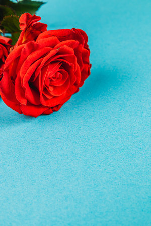 A cluster of fresh red roses rests gently on a bright blue background. The vivid colors create an eye-catching contrast, perfect for decoration or special occasions.の写真素材