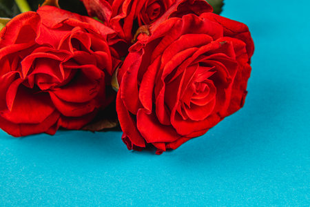 Three vibrant red roses are grouped together on a bright blue surface, showcasing their rich color and delicate petals, perfect for a romantic or celebratory occasion.の写真素材