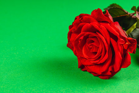 A single red rose with lush petals lies on a bright green surface, illuminated by soft light. The contrast highlights the flower's beauty and detail, creating a striking visual effect.の写真素材