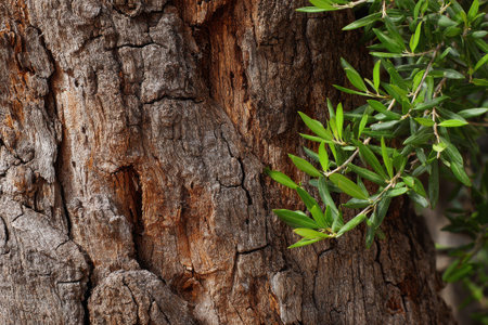 Captured in the early morning, the olive tree trunk shows rough textured bark, complemented by fresh green shoots emerging, illuminated by soft sunlight.の素材