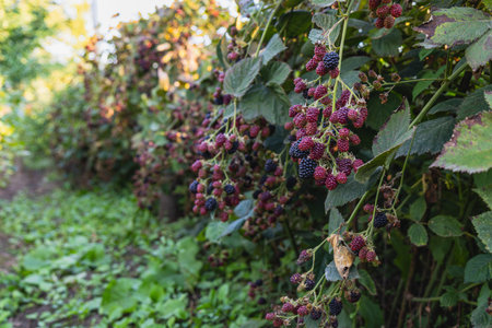 Ripe blackberries grow on bushes in a sunny garden. Bright green leaves surround the berries,...