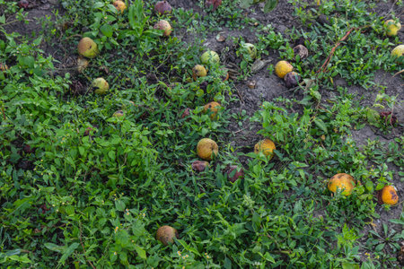 Fallen fruits are spread across a green field, blending with the grass and plants during early...