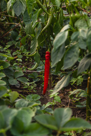 A vibrant red chili pepper dangles among green leaves in a garden filled with healthy plants, showcasing the beauty of nature's bounty.の写真素材