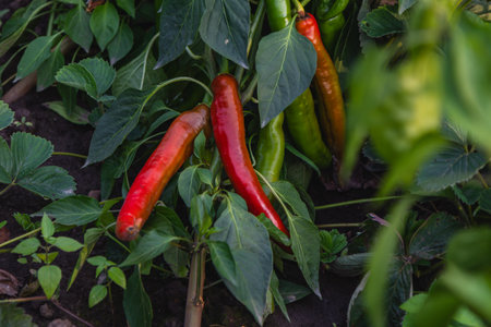 Red and green chili peppers thrive on plants in a vibrant garden, surrounded by green leaves and...